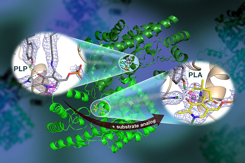 Biology and soft matter