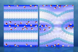 Illustration of neutron diffraction data showing water distribution (red and white molecules) near lipid bilayers prior to fusion (left) and during fusion. Mapping the water molecules is key to understanding the process of cell membrane fusion, which could help facilitate the development of treatments for diseases associated with cell fusion.