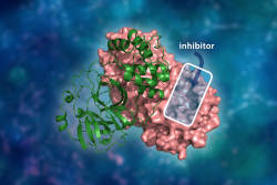 The three-dimensional structure of the SARS-CoV-2 main protease. The molecular dimer complex consists of a single monomer (green) bound to another monomer (pink) where a drug inhibitor would bind to a catalytic site cavity to prevent the virus from replicating. (credit: ORNL/Andrey Kovalevsky, Jill Hemman)