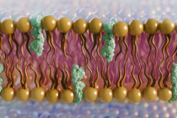 Scientists used neutrons to study the role of ergosterol (green), a cholesterol-like lipid