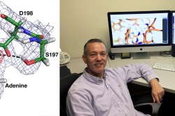 Enhanced knowledge of the bacterial enzyme HpMTAN’s critical functions may enable scientists like Univ. of Toledo’s Don Ronning to influence the development of target-specific drugs for patients with gastrointestinal issues, including stomach cancer.