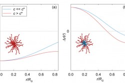 The dependence of scattering contrast on concentration of star polymers