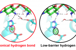 Active site of an antibiotic inactivating enzyme determined with neutron crystallography.  In the catalytic triad, the position of the hydrogen atom (circled) controls enzyme specificity and activity.  When a low-barrier hydrogen bond is present (right), the enzyme turns over ligands 30-fold faster and binds antibiotics 80-fold stronger, compared to a canonical hydrogen bond (left).