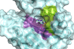 This image shows the active site of hCA II. The active site is flanked by hydrophilic (violet) and hydrophobic (green) binding pockets that can be used to design specific drugs targeting cancer-associated hCAs. Five clinical drugs are shown superimposed in the hCA II active site, based on room-temperature neutron structures. (ORNL/Andrey Kovalevsky)