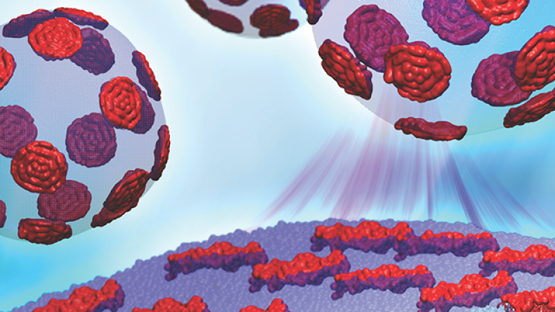 The Cheng research team is working to understand how different nanoscopic domains in lipids’ bilayers regulate the mechanical properties of proteins passing in and out of the cell. Image credit: Barmak Mostofian, John Nickels and Renee Manning