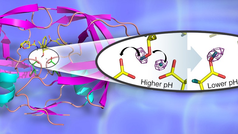 A 3D structure of the HIV-1 protease in cartoon representation with bound clinical drug darunavir (shown as sticks). The catalytic site contains two closely positioned aspartic acid residues. The insert depicts the hydrogen transfer reaction in the catalytic site, captured for the first time by neutron crystallography. (Credit: Jill Hemman and Andrey Kovalevsky, Oak Ridge National Laboratory) 