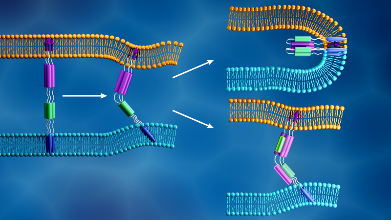 The novel coronavirus membrane (light blue) and the human cell membrane (orange) merge together when
