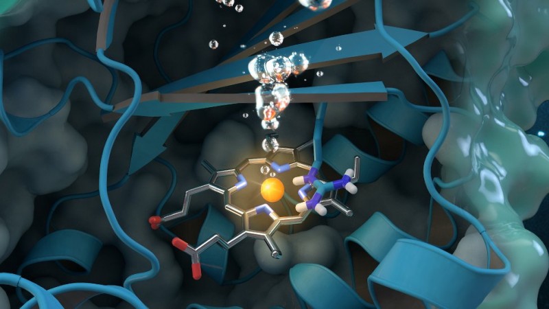 Chlorite dismutase is a unique oxygen-generating enzyme that degrades chlorite, an industrial pollutant found globally in groundwater, drinking water and soils. Research conducted at ORNL contributes to a comprehensive structural and biochemical analysis of the enzyme, paving the way for future environmental applications. Journal cover art reprinted with permission from ACS Catalysis, vol. 7, issue 11, November 3, 2017. Further permissions related to the material excerpted should be directed to the American