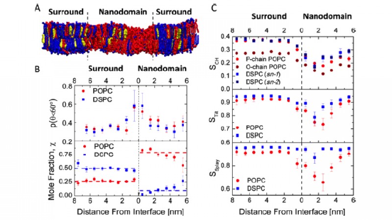 Molecular dynamics simulations reveal details of the domain interface. (A) Cross-section of the simulated patch.  (B) Lipid composition and orientation as a function of distance from the domain interface. (C) Order parameters as a function of distance from an arbitrary nanodomain-surround interface. 