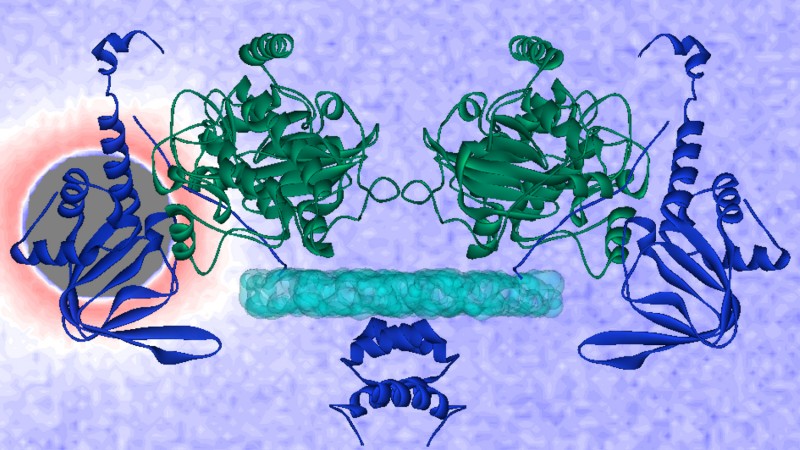 A molecular model of the protein, PKA II-beta, based on neutron scattering with solvent contrast is laid over the neutron scattering data from the Bio-SANS instrument at DOE’s HFIR research facility.