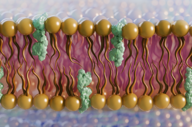 Scientists used neutrons to study the role of ergosterol (green), a cholesterol-like lipid