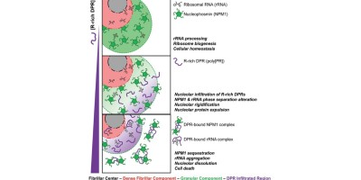 Cell Killing Mechanism of ALS-Associated Dipeptide Repeats​