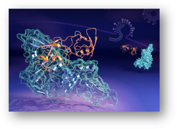 Conformation of Human ISG15 Protein in Complex with SARS-CoV-2 Papain-like Protease 