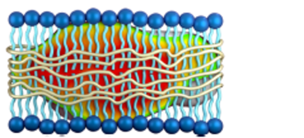 Copolymer/Lipid Nano-Assembly as Membrane Mimetic