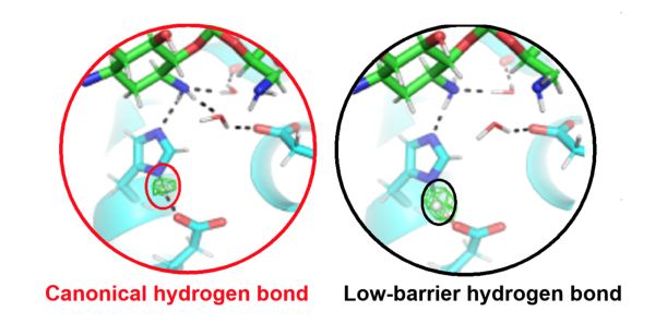 Active site of an antibiotic inactivating enzyme determined with neutron crystallography. In the catalytic triad, the position of the hydrogen atom (circled) controls enzyme specificity and activity. When a low-barrier hydrogen bond is present (right), Active site of an antibiotic inactivating enzyme determined with neutron crystallography. In the catalytic triad, the position of the hydrogen atom (circled) controls enzyme specificity and activity. When a low-barrier hydrogen bond is present (right),
