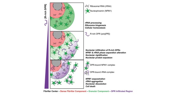 Cell Killing Mechanism of ALS-Associated Dipeptide Repeats Cell Killing Mechanism of ALS-Associated Dipeptide Repeats