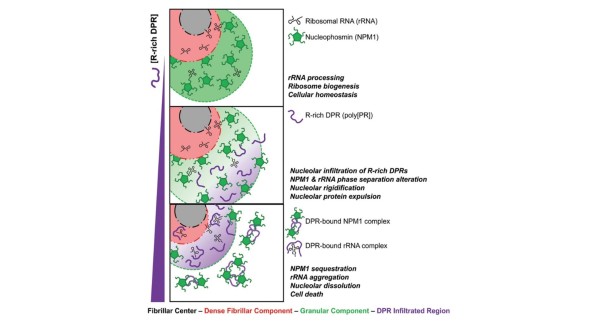 Cell Killing Mechanism of ALS-Associated Dipeptide Repeats​