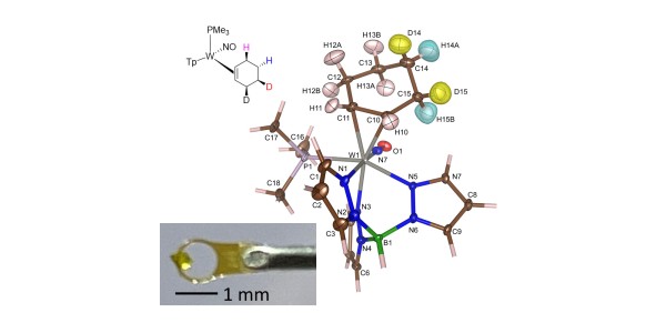 Site Specific Deuteration of a Cyclohexene Complex Site Specific Deuteration of a Cyclohexene Complex