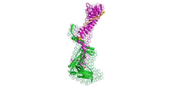 Revealing How Cells Stick Together to Make Tissue Revealing How Cells Stick Together to Make Tissue