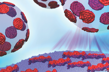 The Cheng research team is working to understand how different nanoscopic domains in lipids’ bilayers regulate the mechanical properties of proteins passing in and out of the cell. Image credit: Barmak Mostofian, John Nickels and Renee Manning