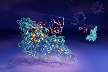 ORNL researchers found the papain-like protease (in orange) can bind to the human interferon-stimula